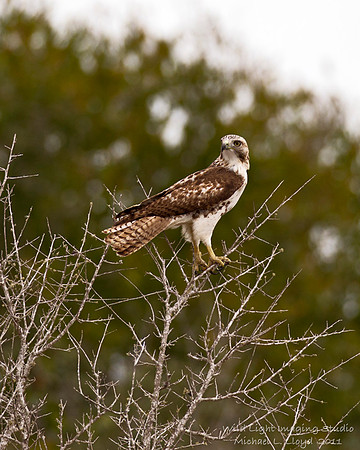 Juvenile Red-tailed Hawk