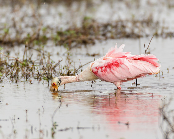 Roseatte Spoonbill