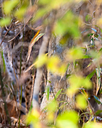 Bobcat_LIS4952