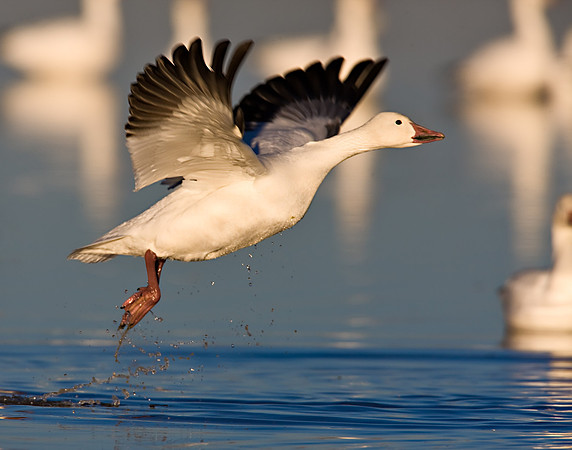 Snow Goose_0W2W3789