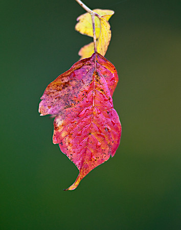 Leaf_LIS4556