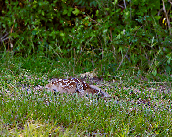 Fawn_LIS9858