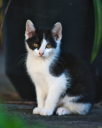 Cat_M4L7913