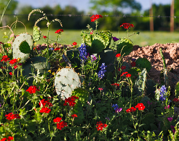 Wildflowers_M4L7575