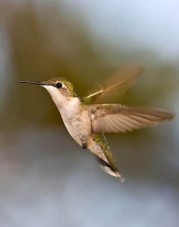 Hummingbird_0W2W2540