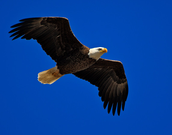 Bald Eagle_LIS7002