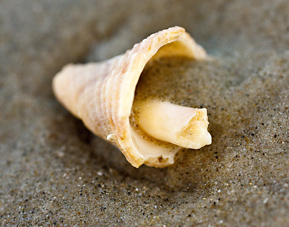 Shell_0W2W2638