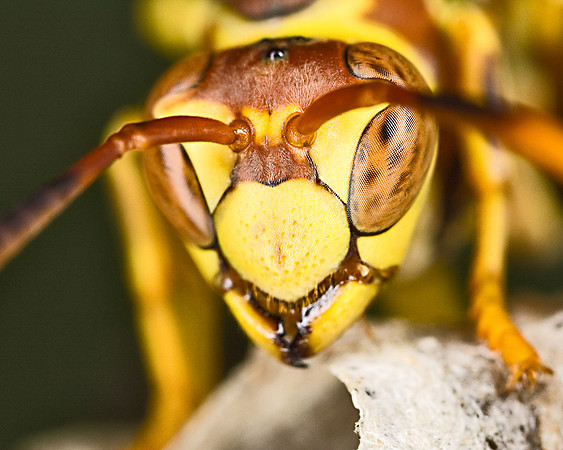 Paper Wasp_YJ4Y1W1457