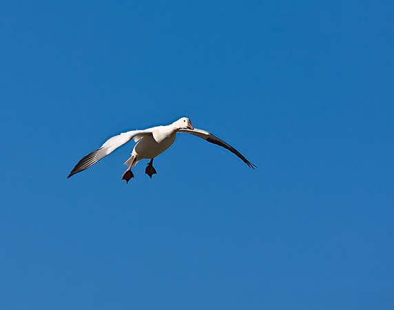 Snow Goose_0W2W3711