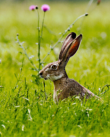 Jackrabbit_YM4L4433