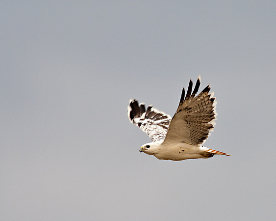 Leucistic RTH_LIS5626