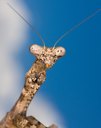 Mantis_0W2W2625