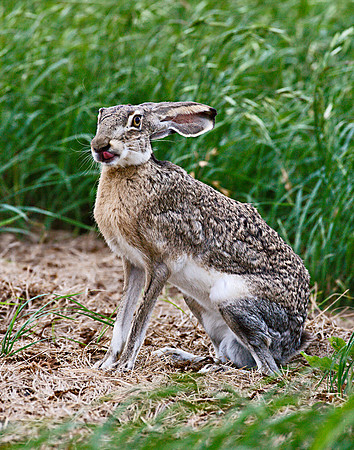 JackrabbitYM4L4411