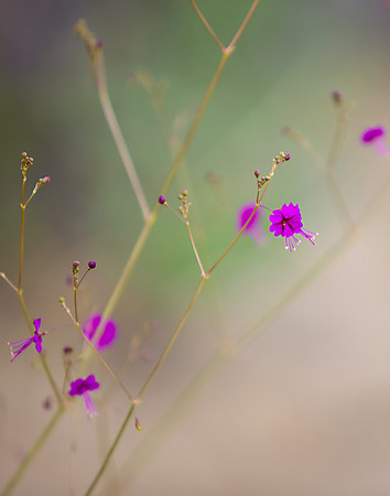 Flower_MLL8110