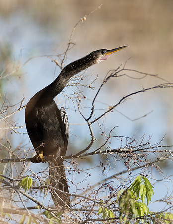 Anhinga_MLL5374