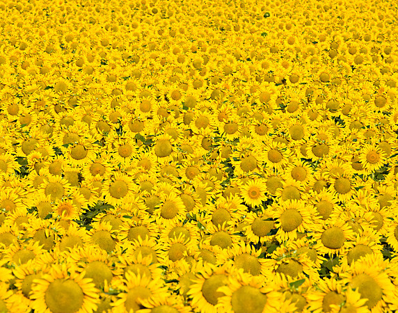 Sunflowers_MLL7566