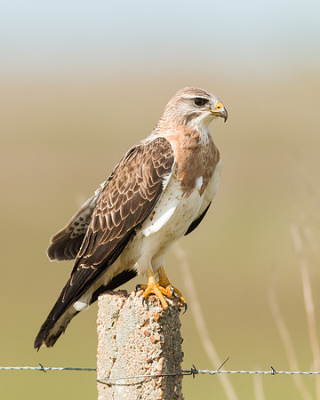 Swainson's Hawk