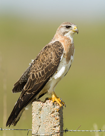 Swainson's Hawk