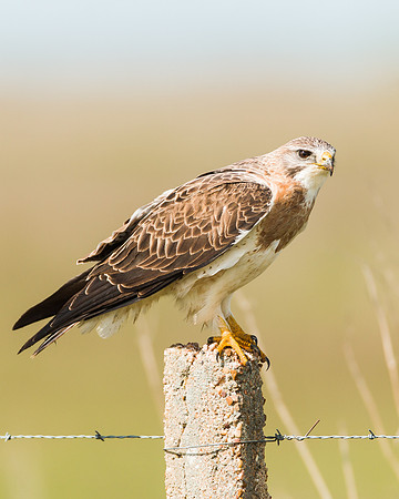Swainson's Hawk