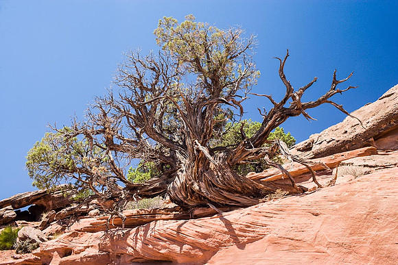 Canyonlands_M4L2573