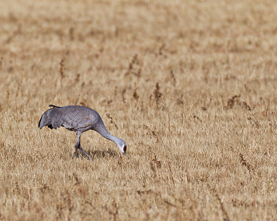 Bosque del Apache