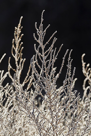 Jack Frost