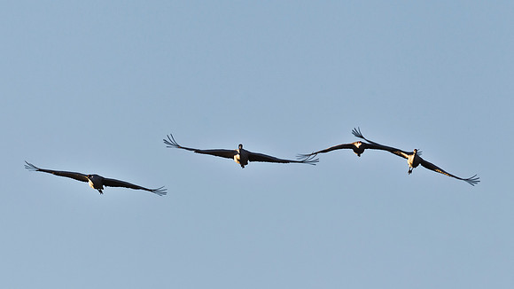 Sandhill Cranes