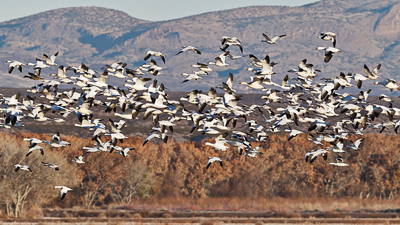 Bosque del Apache