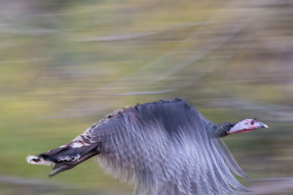 Wild Turkey