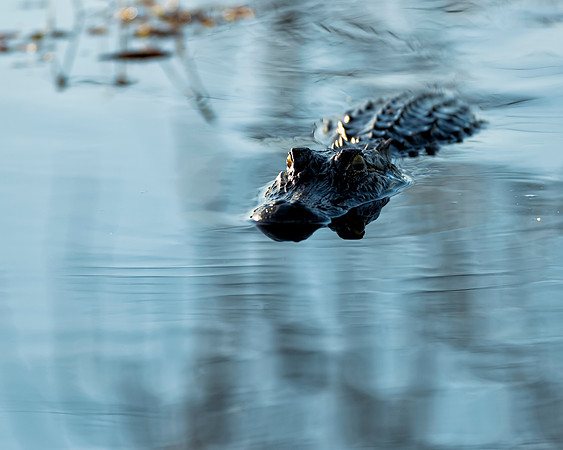 Northern Alligator