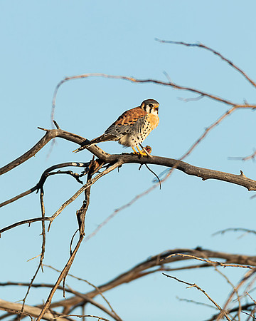 American Kestrel