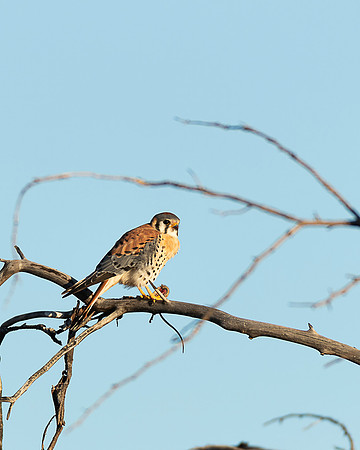 American Kestrel