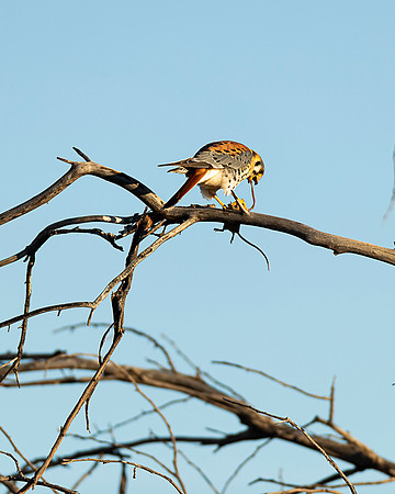 American Kestrel