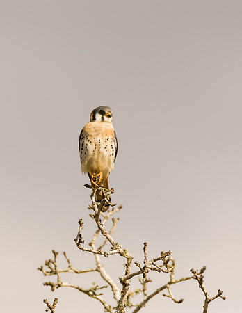 American Kestrel