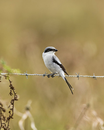 Loggerhead Shrike_MLL1960