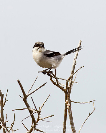 Loggerhead Shrike