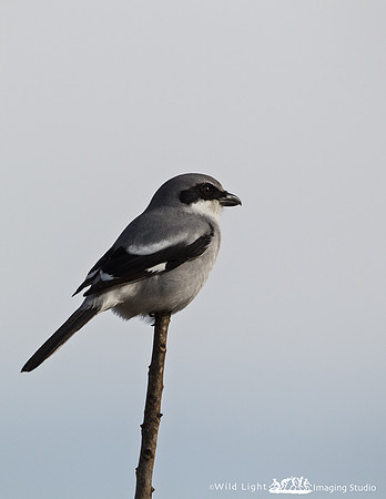 Loggerhead Shrike_MLL0475