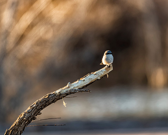 Loggerhead Shrike