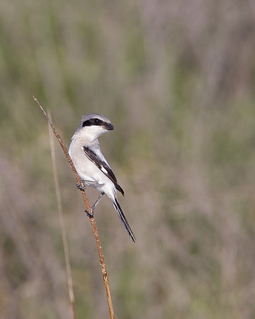 Loggerhead Shrike