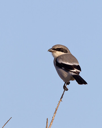 Loggerhead Shrike