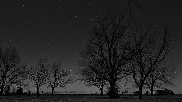 Trees Sleep Standing Up