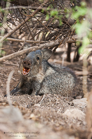 Javalina_MLL4876