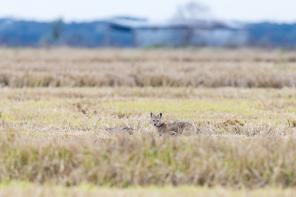 Coyote