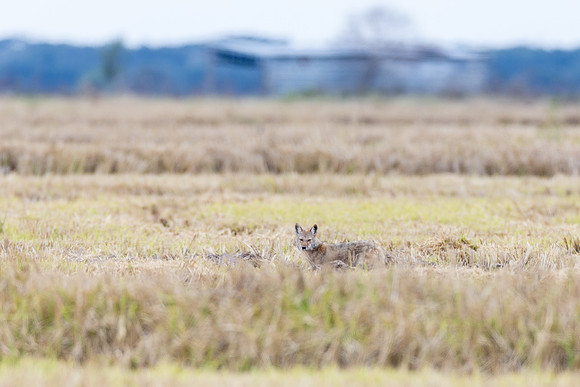 Coyote