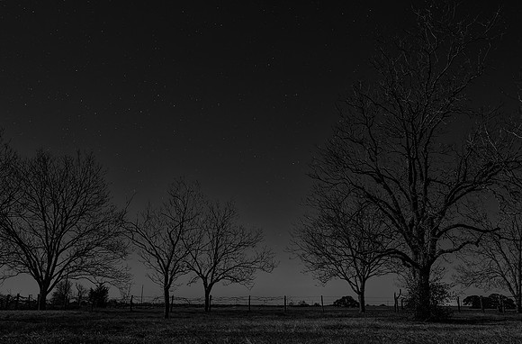 Trees Sleep Standing Up