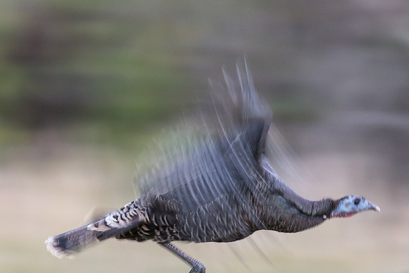Wild Turkey
