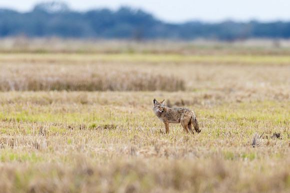 Coyote