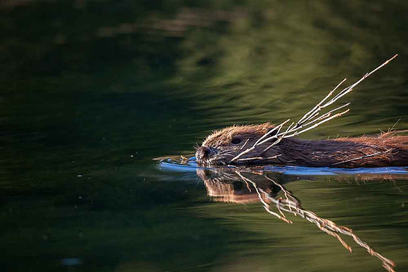 Tetons - Beaver_MLL9156