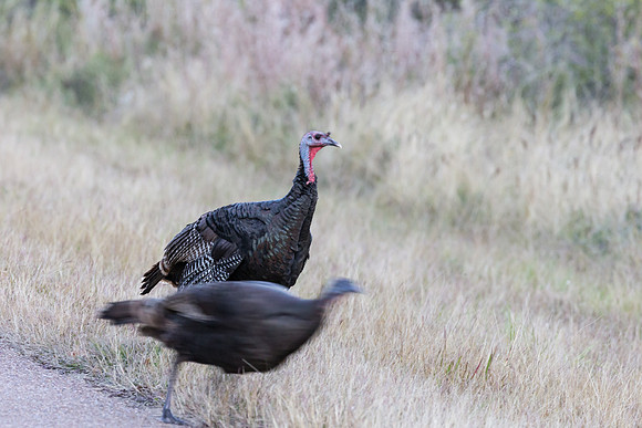 Wild Turkey
