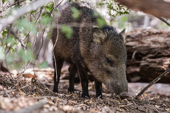 Collard Peccary_MLL4871